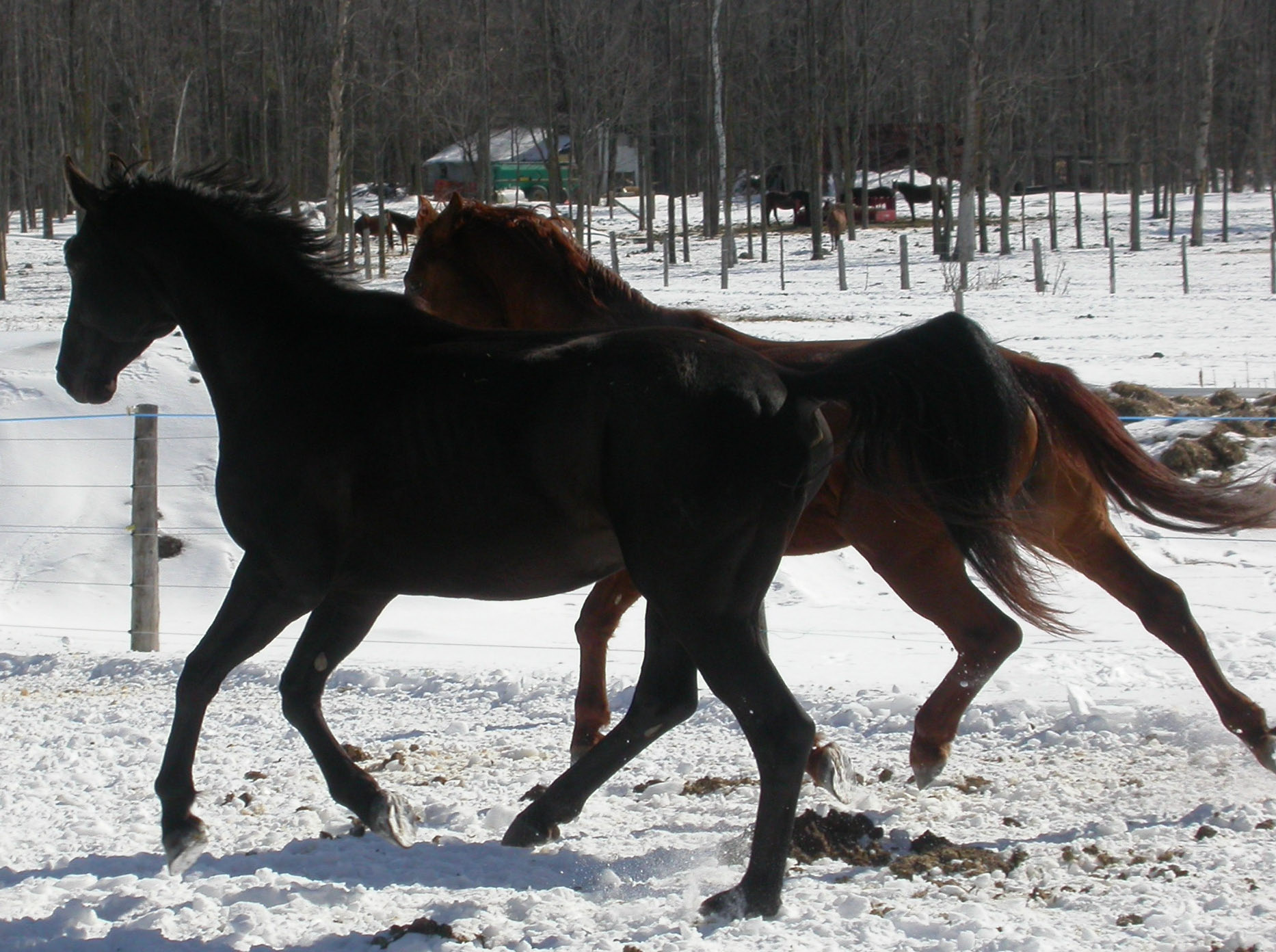 rico&freedommar06.jpg